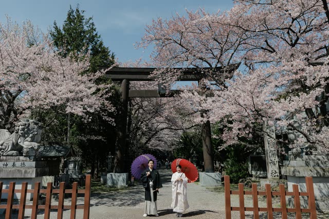 桜の鳥居の下、和傘を差すふたり